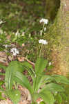 Speckled wood-lily <BR>White clintonia